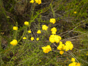 yellow flowers